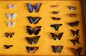 Ampliar Foto: Colección de Mariposas