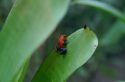 Go to big photo: Strawberry Poison-dart frog -Dendrobates pumilio- Costa Rica