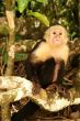 Mono de cara blanca
White Face Monkey