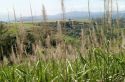 Sugar Cane in Central Valley