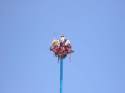 Voladores, hombres pájaro - Riviera Maya - Mexico