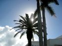 Palmeras de Miami.
Miami's palms.