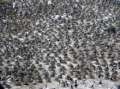 Ampliar Foto: Cormoranes en el Canal de Beagle - Argentina