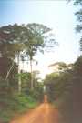Ir a Foto: Selva Amazonica Boliviana 
Go to Photo: Bolivian Amazon forest
