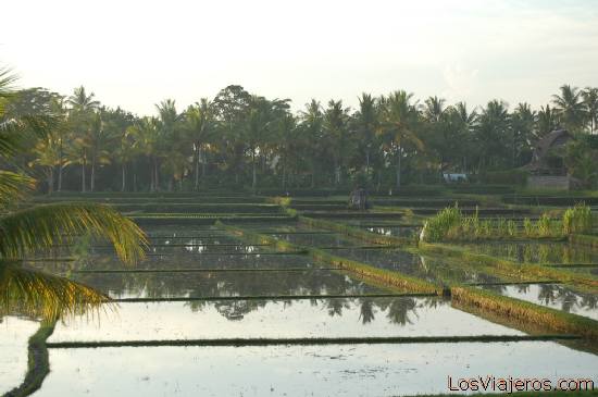 Campos arroz -Ubud -Bali- Indonesia