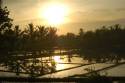 Ampliar Foto: Puesta de sol en los campos arroz -Ubud -Bali- Indonesia