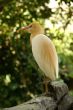 Heron -Kuala Lumpur Birds World- Malaysia
