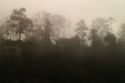 Ampliar Foto: Selva cubierta por la niebla Kinabatangan - Sabah - Malasia