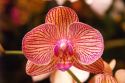 Ir a Foto: Orquídeas en el mercado del domingo  – Kuching - Sarawak - Malasia 
Go to Photo: Sunday Market - Kuching - Malaysia