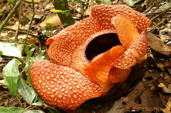 Rafflesia, la flor más grande del mundo -Borneo- Malasia