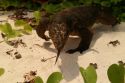 Varano - Tioman Archipelago - Malaysia