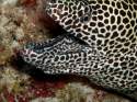 Go to big photo: Black-spotted moray. Maldives.