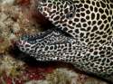 Morena moteada. Maldivas.
Black-spotted moray. Maldives.