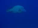Go to big photo: Napoleonfish. Maldives.