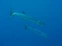 Barracudas. Maldives.