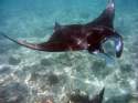 Ir a Foto: Nadando con mantas. Maldivas. 
Go to Photo: Swimming with Mantas. Maldives.