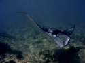 Go to big photo: Magnificent Flight. Maldives.