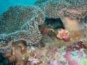 Arrecifes de coral en las Islas Maldivas
Divers in Maldives Islands