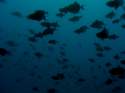 Peces ballesta. Maldivas.
Redtooth triggerfish. Maldives.