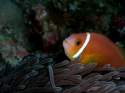 Go to big photo: Anemonefish. Maldives.