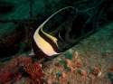 Ir a Foto: Estandarte. Maldivas. 
Go to Photo: Moorish idol. Maldives.