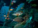 Ir a Foto: Pez cirujano. Maldivas. 
Go to Photo: Surgeonfish. Maldives.