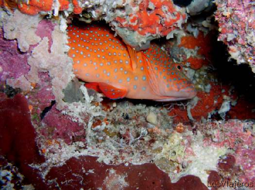 Arrecifes de coralinos en las Islas Maldivas
Divers in Maldives Reciffs