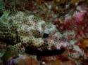 Go to big photo: Dwarf-spotted grouper. Maldives.