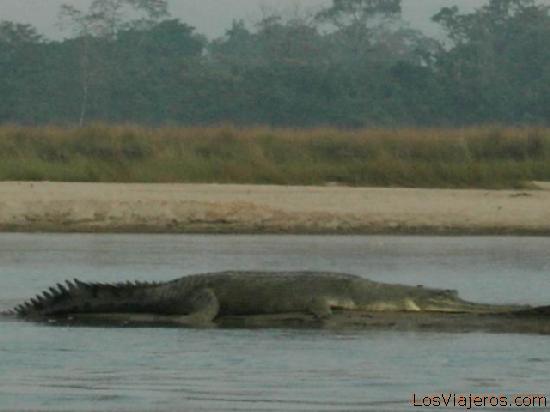 Cocodrilo en Chitwan - Nepal
Crocodile in Chitwan - Nepal