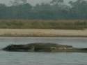 Crocodile in Chitwan
