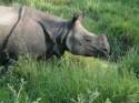 Rinoceronte - Nepal