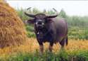 Buey
Bull