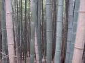 Bosque de Bambú - Fushimi Inari - Japon