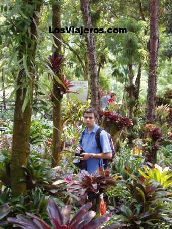Paseando por el Jardín botánico de Singapur