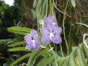 Orquideas en el Jardín botánico de Singapur