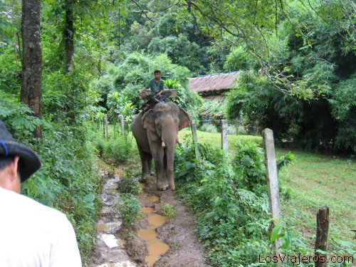 Paseo en elefante, Mae Hong Son - Tailandia