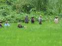 Ampliar Foto: Campesinos en los arrozales, Mae Hong Son - Tailandia