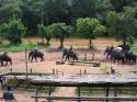 Ampliar Foto: Campo de trabajo de elefantes, camino de Chiang Rai - Tailandia