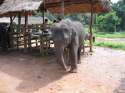 Ampliar Foto: Pequeño elefante - Chiang Rai - Tailandia