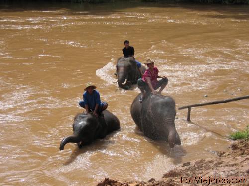 El baño de los elefantes en el campo de trabajo - Tailandia