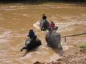 Ir a Foto: El baño de los elefantes en el campo de trabajo - Tailandia 
Go to Photo: Elephant's bathing in the Working Camp