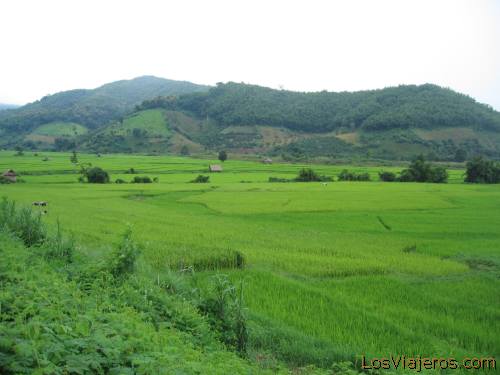 Rice fields in the road to Chiang Rai - Thailand
Arrozales camino de Chiang Rai - Tailandia