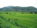 Go to big photo: Rice fields in the road to Chiang Rai