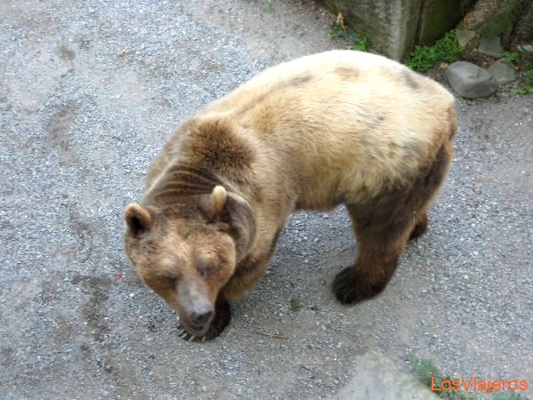 Bear -Bern - Switzerland
Oso -Berna - Suiza