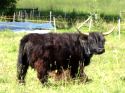 Ir a Foto: Vaca en Saas Fee 
Go to Photo: Cow in Saas Fee