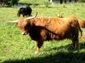 Cows of Saas Fee