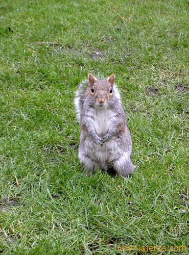 Squirrel - United Kingdom
Ardilla en Regent's Park - Reino Unido