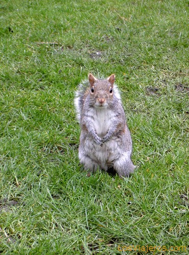 Ardilla en Regent's Park - Reino Unido
Squirrel - United Kingdom