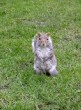 Ardilla en Regent's Park - Reino Unido
Squirrel - United Kingdom