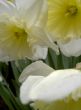 Ampliar Foto: Flores en Regent's Park